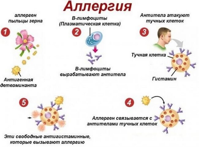 Аллергия на кошек – симптомы и лечение