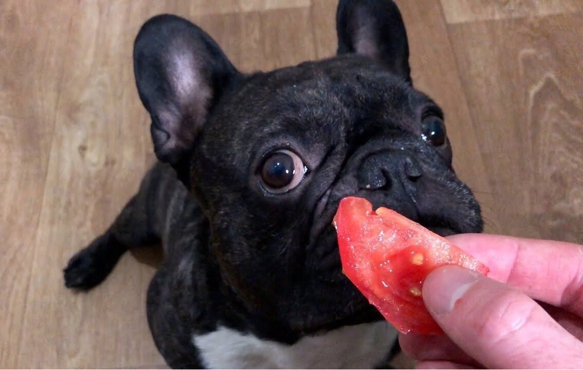 Француз, который любит помидоры. Фото взято с с ресурса youtube.com