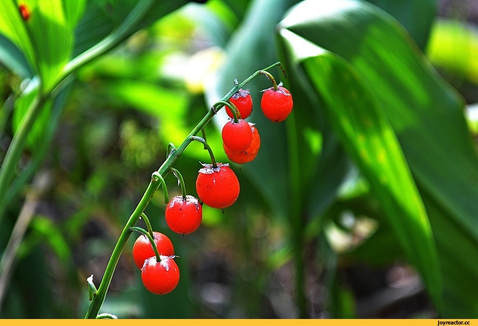 плоды ландыша