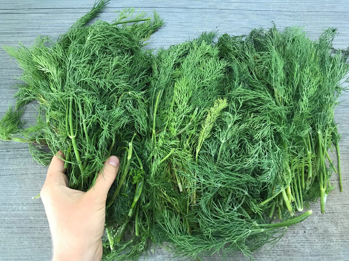 корень укропа