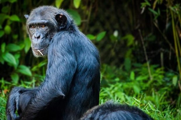 Шимпанзе — один из ближайших родственников человека