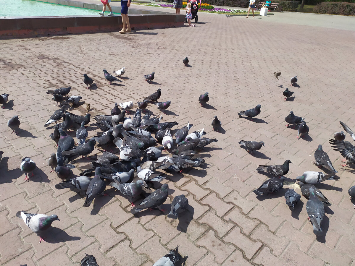 мордовские чернорябые голуби. кыргызские голуби. много голубей. голуби смоленский мазур. голуби п.