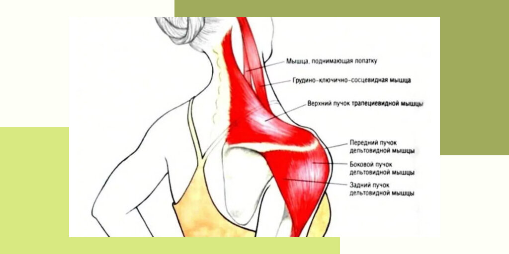 Болят плечи и шея. Мышца между шеей и плечом. Защемление дельтовидной мышцы. Сводит плечо и шею.