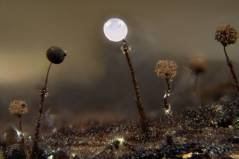 Clastoderma debaryanum