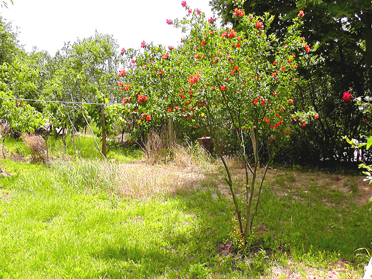 Молодое гранатовое дерево. Фото автора.