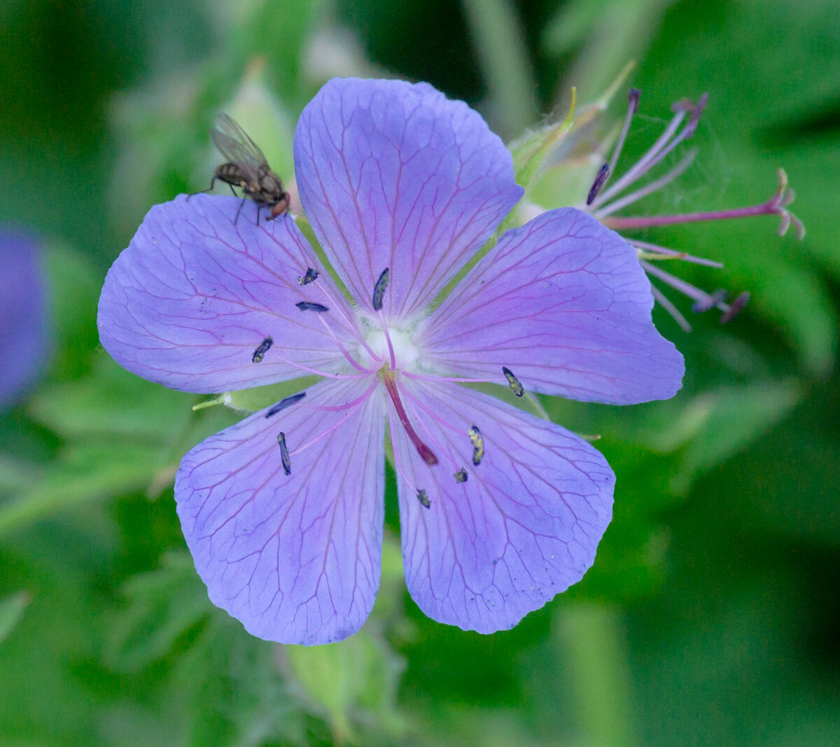 Василек цикорий герань лесная. Герань Луговая []* (Geranium pratense. Герань Луговая Вайолет. Журавельник Луговой. Герань Луговая журавельник.