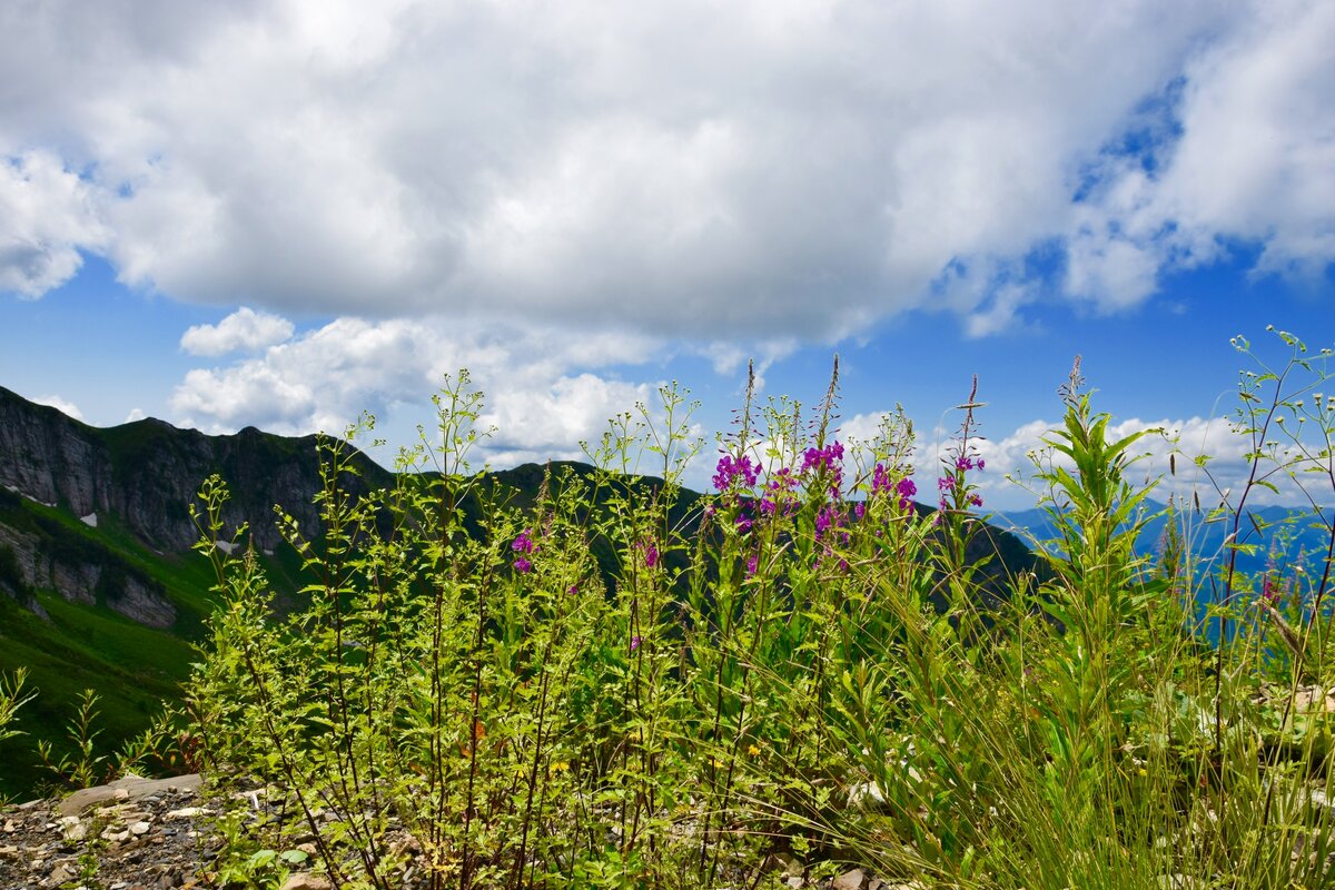 Альпийские луга, курорт Красная Поляна (автор фото @puteshestve_nika)