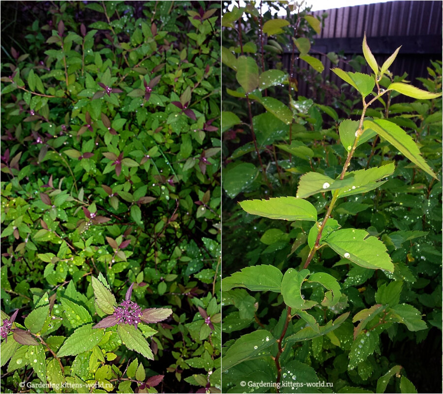 Спирея японская (разновидности) - одна (слева) только собирается зацвести, другая (справа) - уже отцвела и готова к черенкованию (июль)