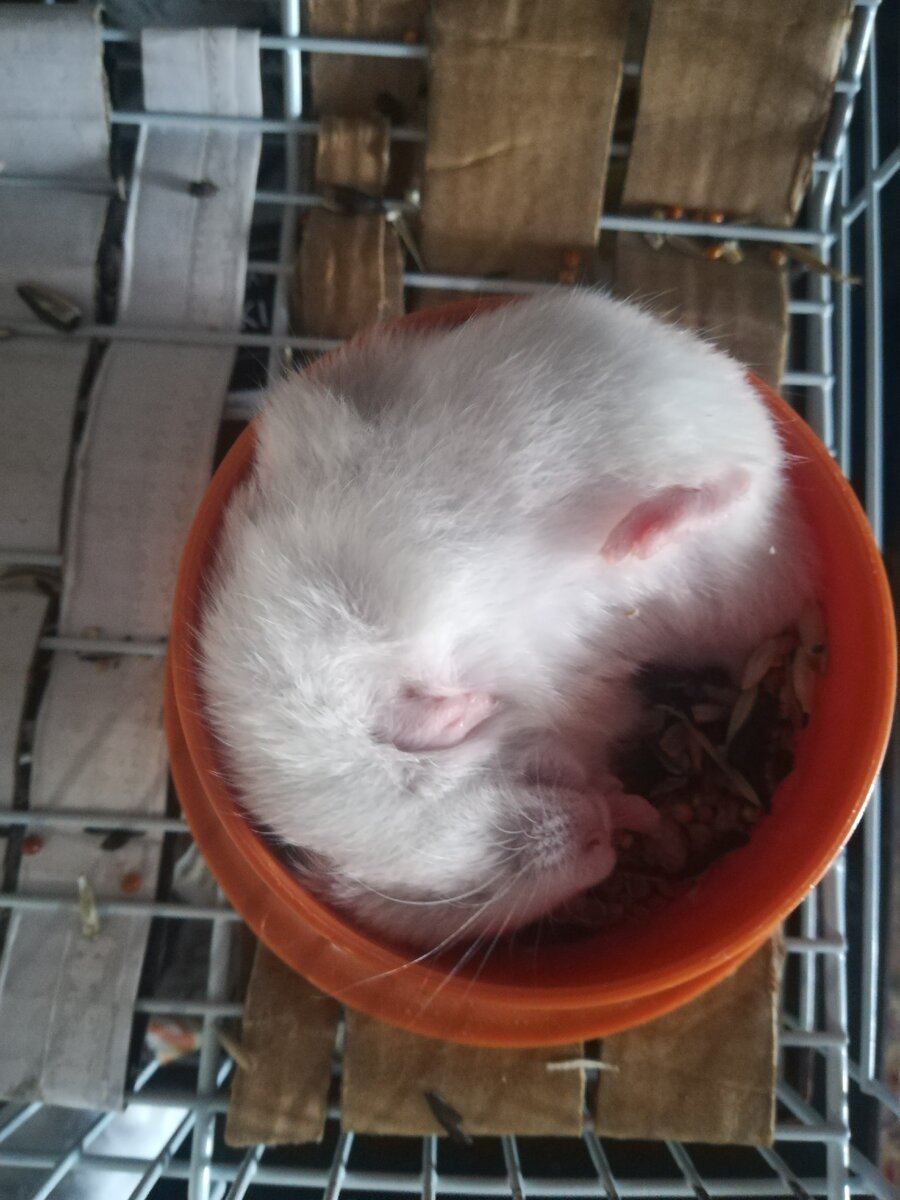 Хомяк по Рики