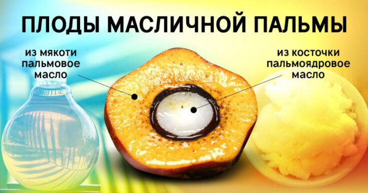 

Повышенный уровень холестерина и пальмовое масло: в чем связь
