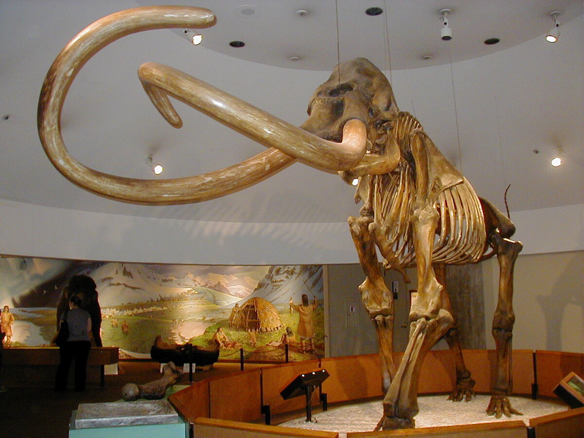 Columbian Mammoth колумбийский мамонт