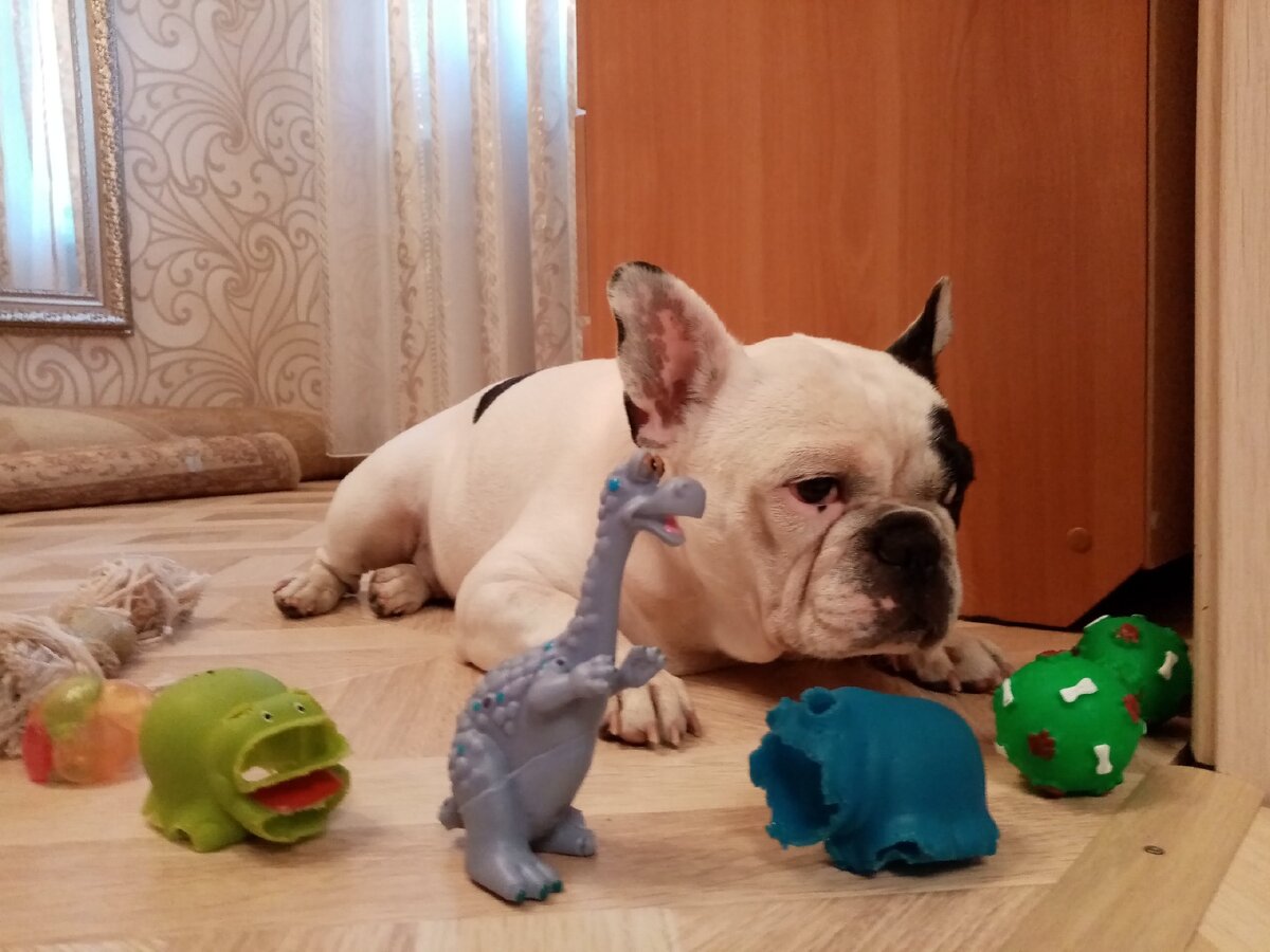 Степины игрушки: канатик, погрызенный бегемот, погрызенный носорог, остатки мячика, любимая гантелька и только вчера подаренный динозавр, который пока мало пострадал - лишился только хвоста. 