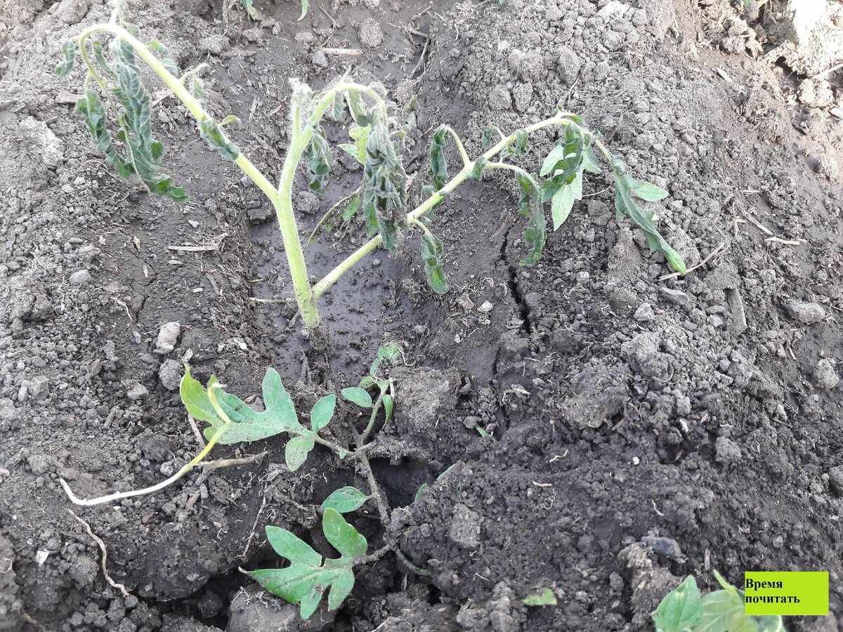 Весенний сюрприз - заморозок.