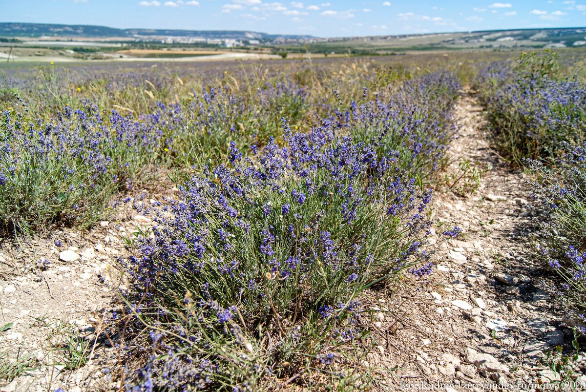 Поля крымской лаванды