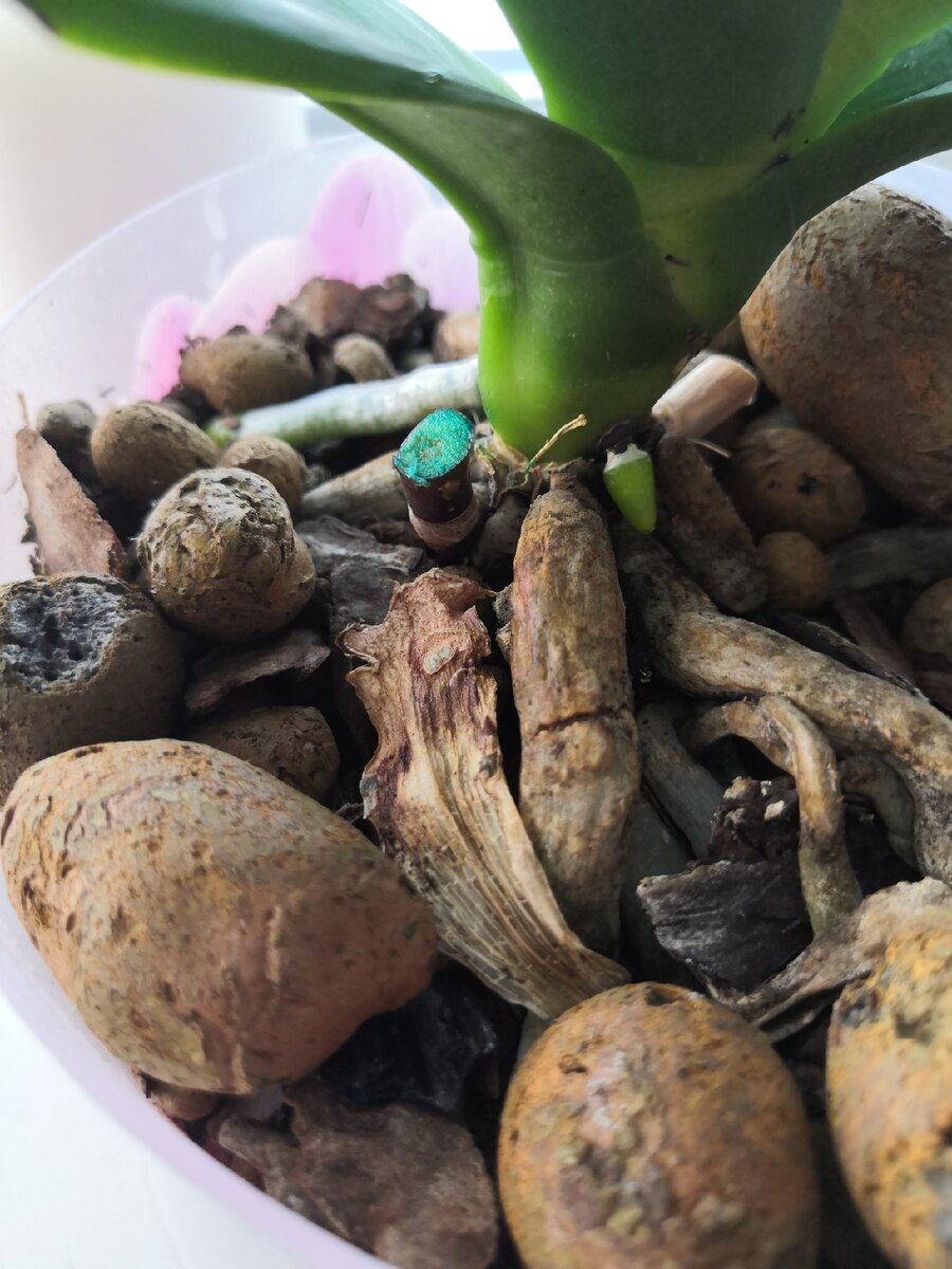 Когда нужно обрезать цветонос у орхидеи?