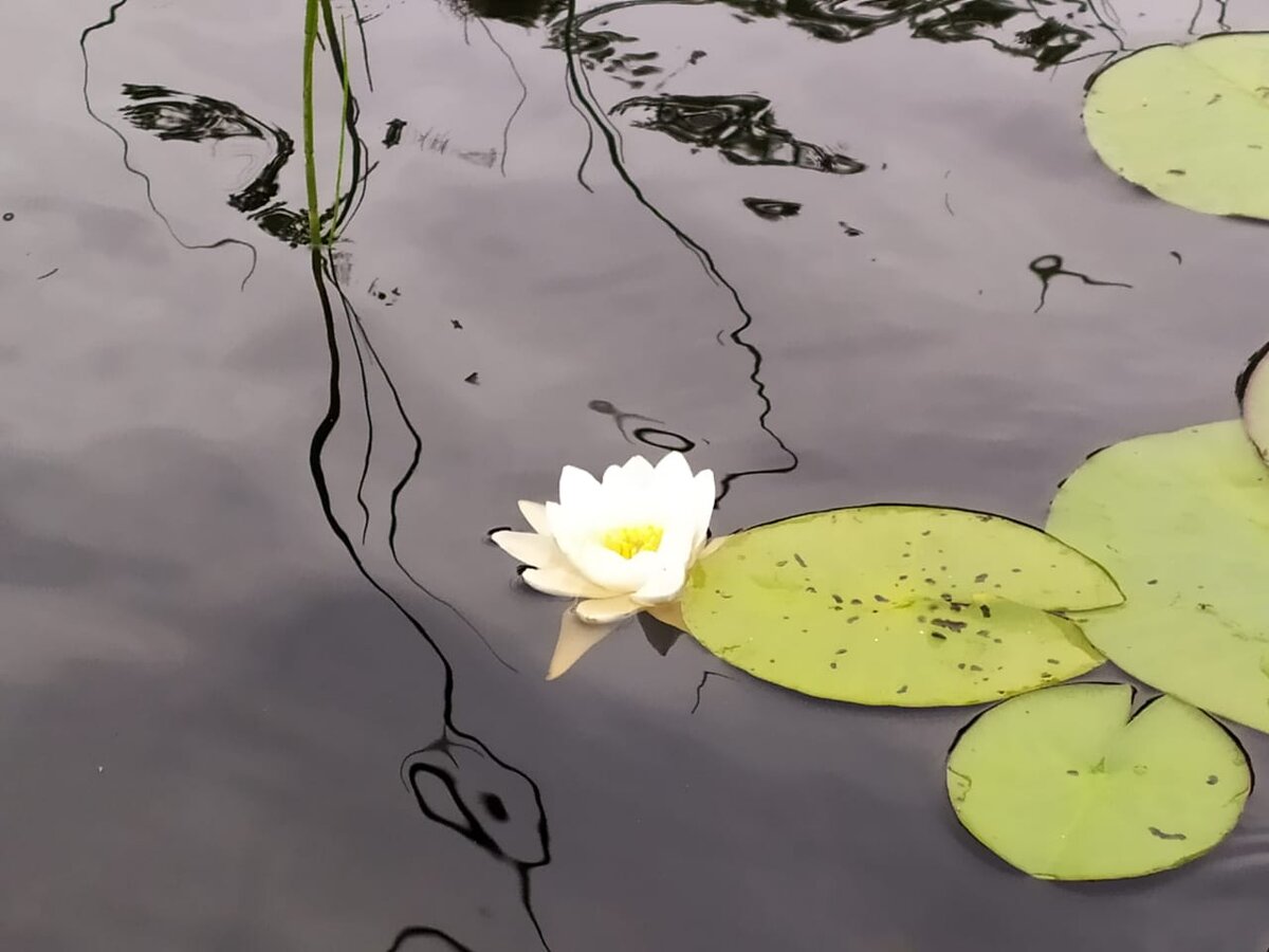                                                                               Озерная кувшинка