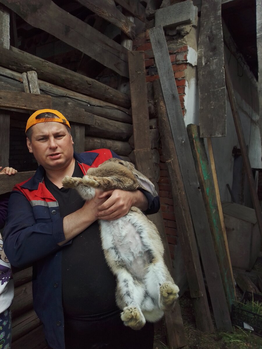 Кролиха после о