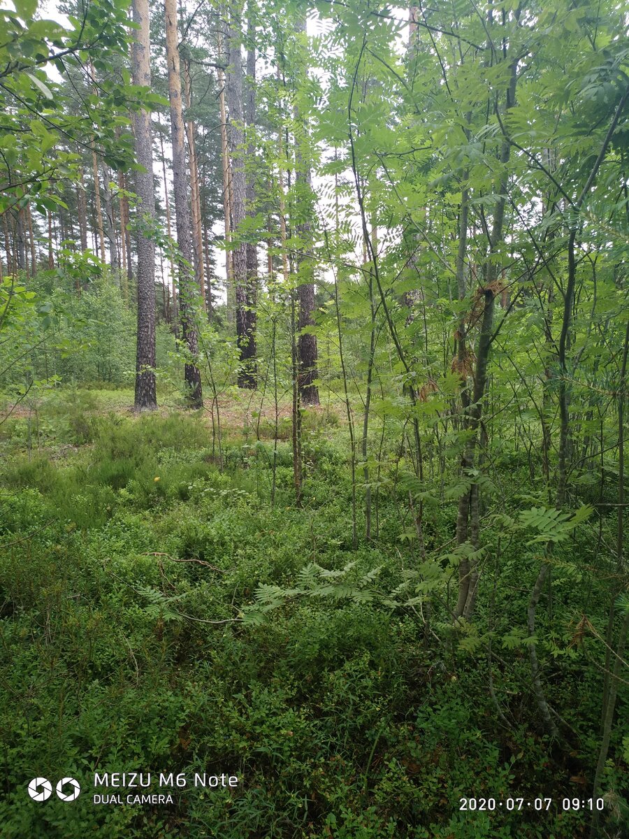 Это мой любимый лес,полон разных он чудес! 