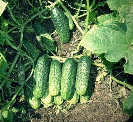 Красавцы огурцы!