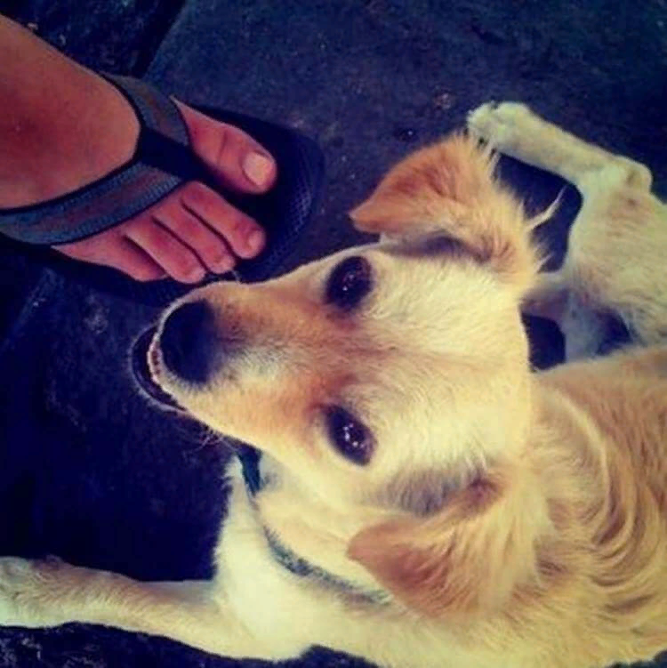 Первое фото в Инстаграм. Нога девушки Систрома и собака, Мексика