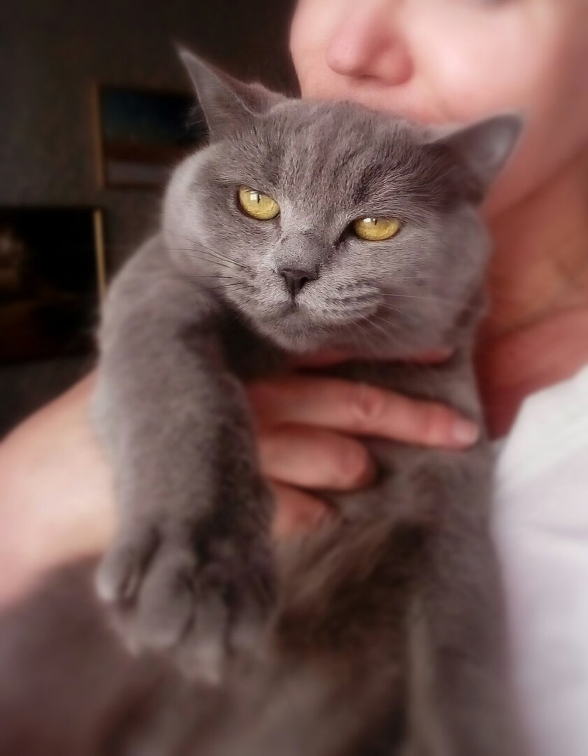 Моя меховая фея получила имя Шанти - спокойствие и гармония. Фото автора.