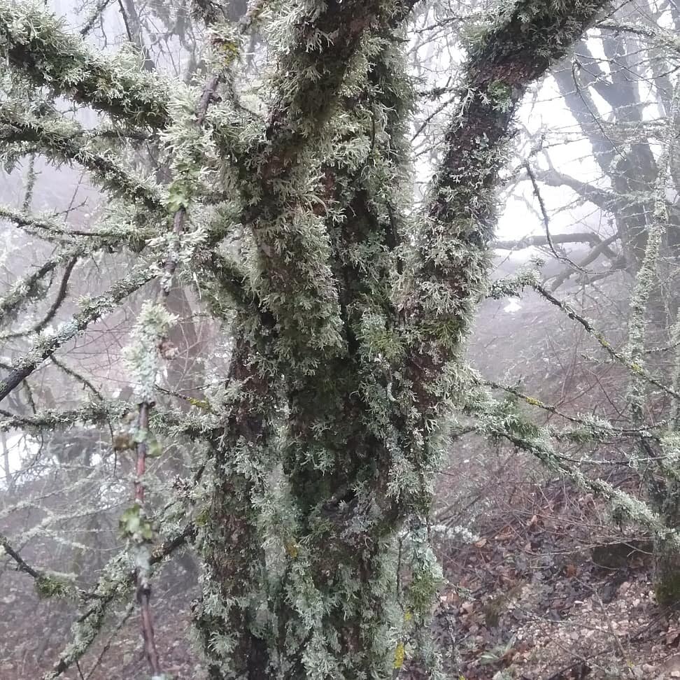 Ай-Петри. Туман. Сказочные деревья....