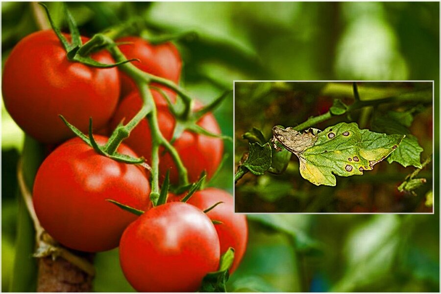 Фитофтора на помидорах