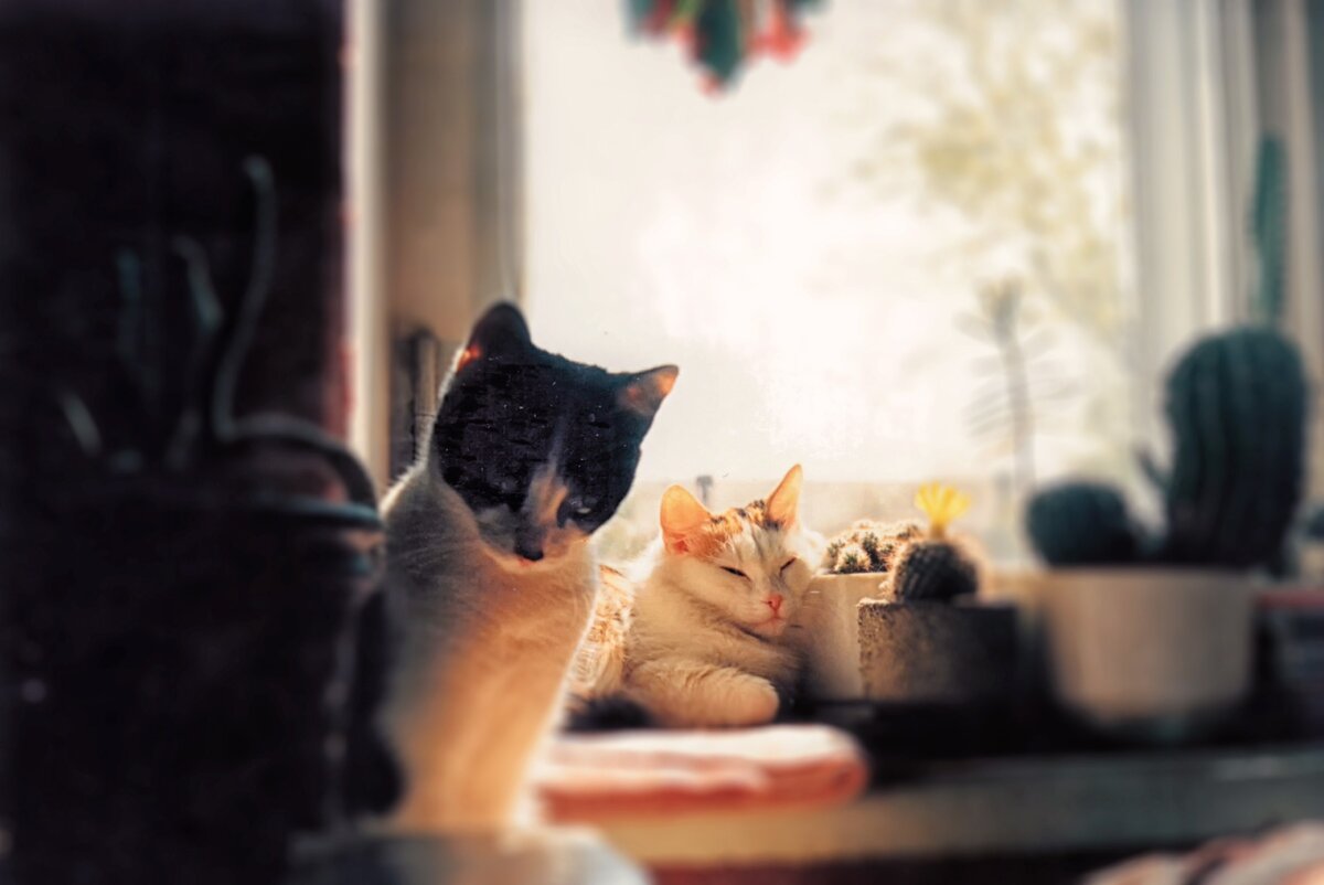 Мария и Люсьена - двое бывших питомцев