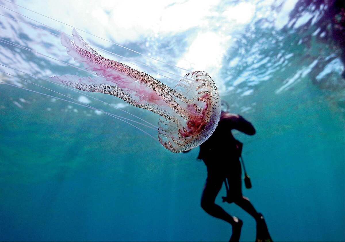 Пелагия медуза Средиземного моря