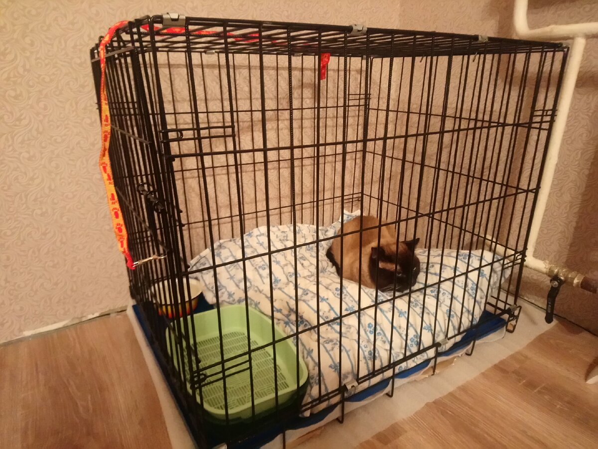 Так выглядит клетка кошачьего карантина дома