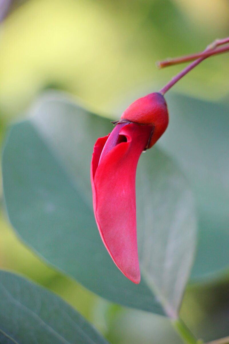 Эритри́на, Парк санатория Айвазовское, Партенит