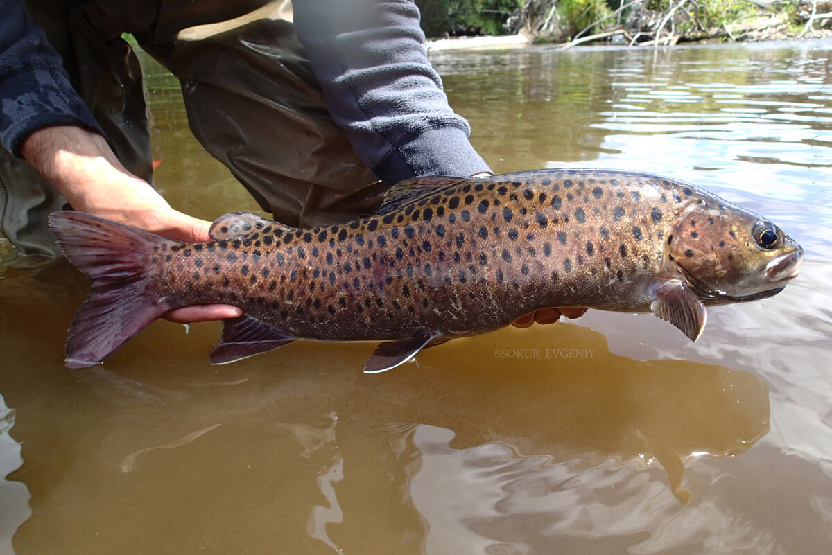 Ленок-речной леопард