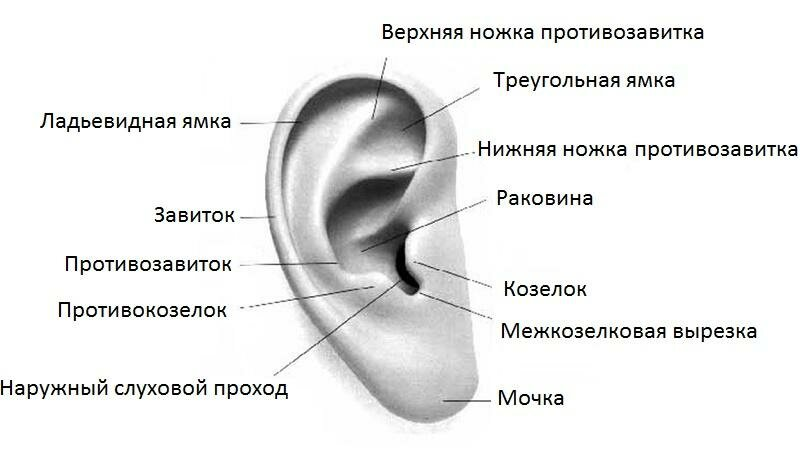 Строение наружного уха анатомия. Строение ушной раковины снаружи. Ушная раковина анатомия строение уха. Наружное строение уха человека.
