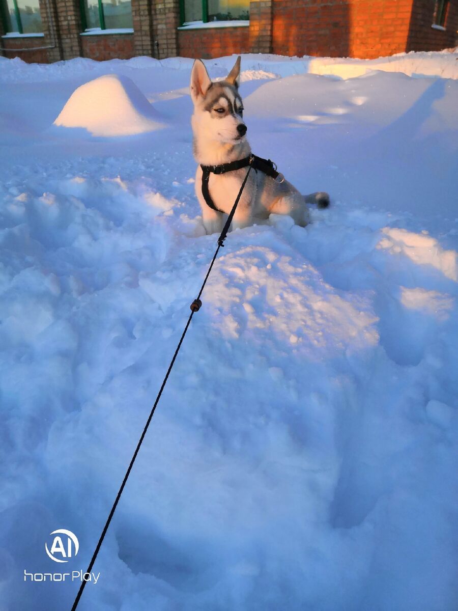 Шлейка уменьшена и прекрасно держится