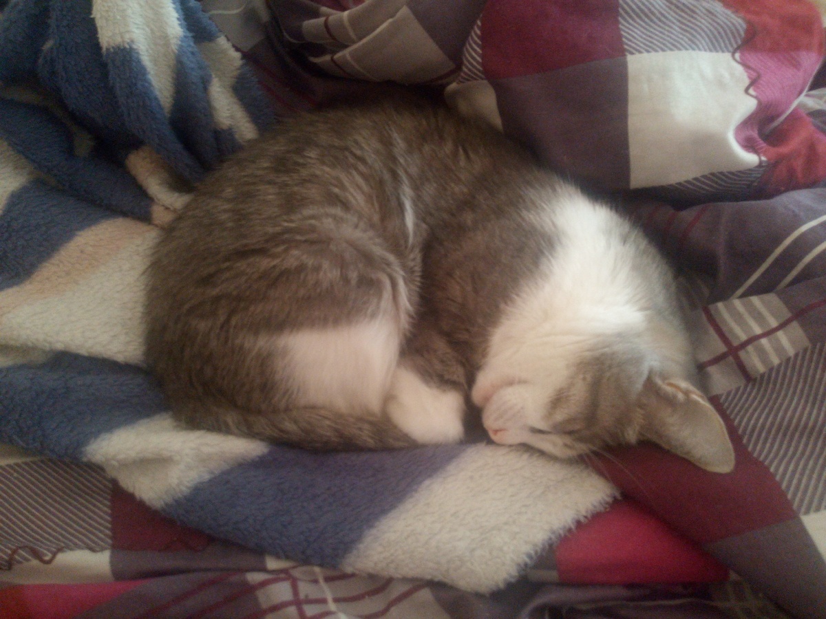 Фото автора. Это Муська. Будто улыбается во сне :)