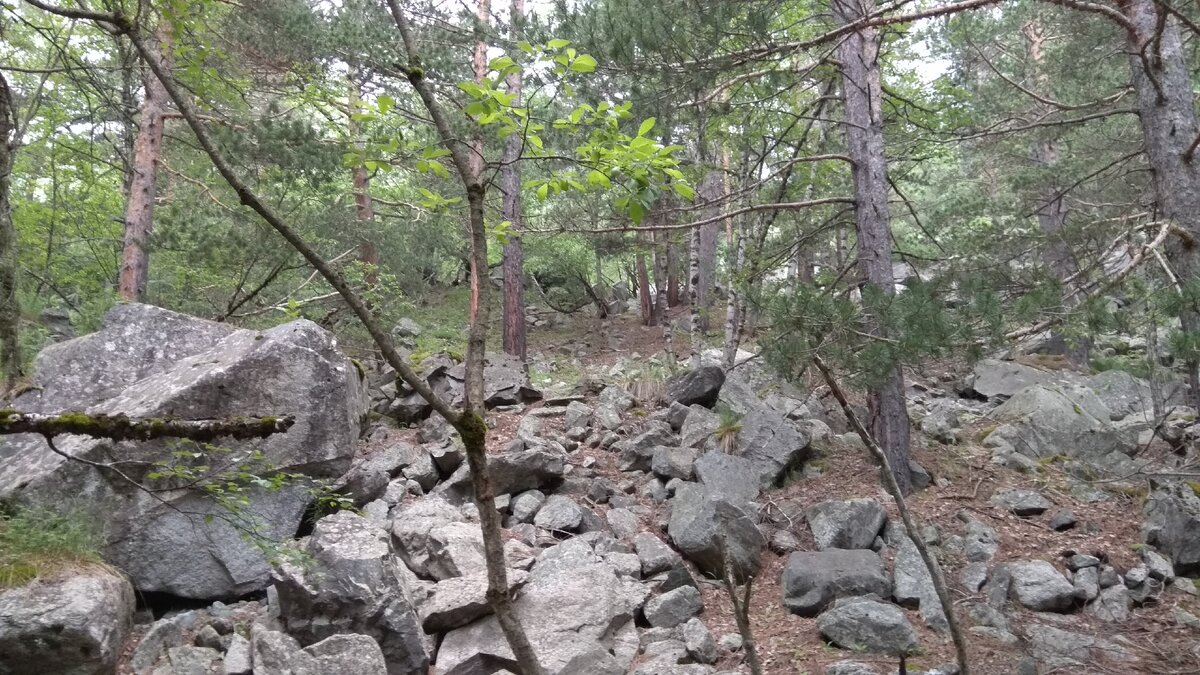 в лесу Северо-Осетинского заповедника