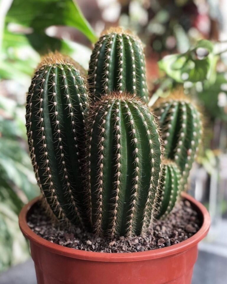 Кактусы — это экзотические растения, которые можно встретить практически в каждом доме. Они отличаются причудливыми формами, поэтому способны стать настоящим украшением любой квартиры. Однако, многие предпочитают эти цветы, поскольку считают, что за ними совершенно не нужно ухаживать. Спешим вас расстроить — кактусы несмотря на свои колючки очень нежные растения, которые требуют особого ухода.