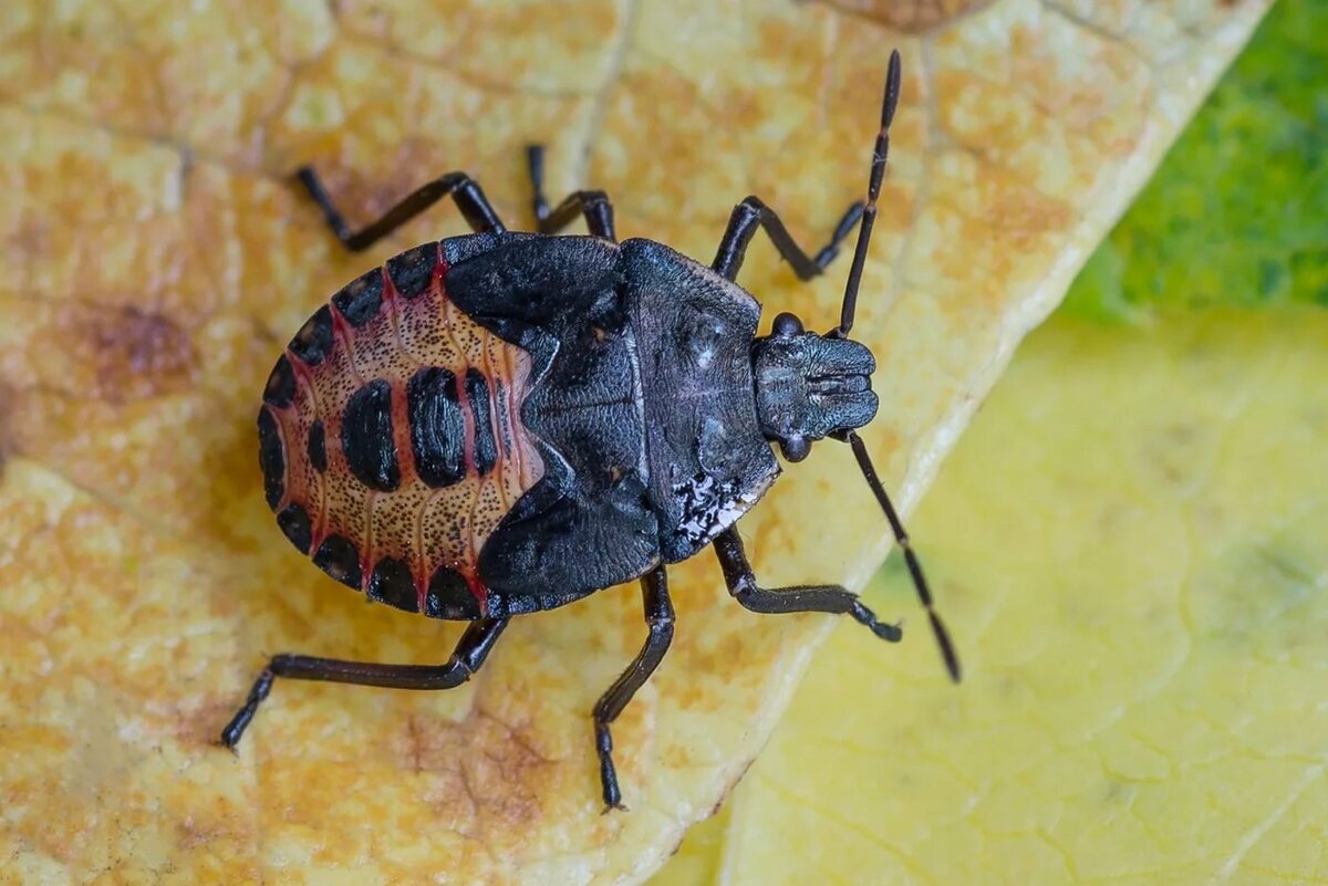 фото яндекс источник