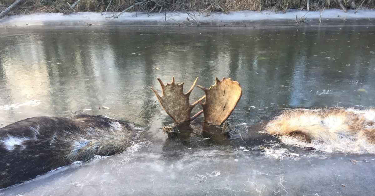 крокодил во льду