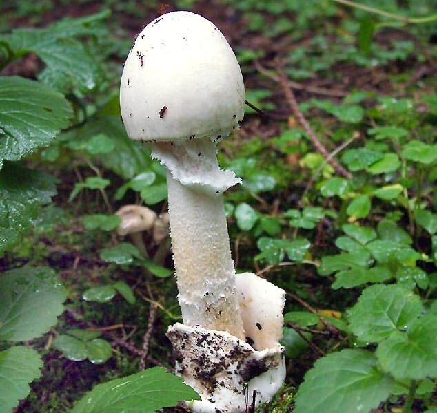 Мухомор вонючий