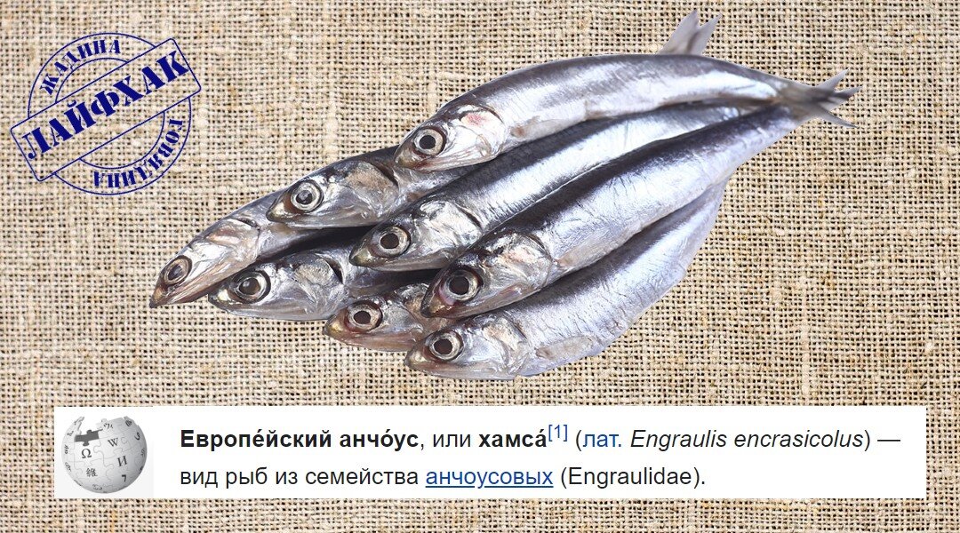 Смешной анчоус. Тюлька анчоус килька. Килька и хамса. Килька, тюлька, хамса и салака. Тюлька и хамса.