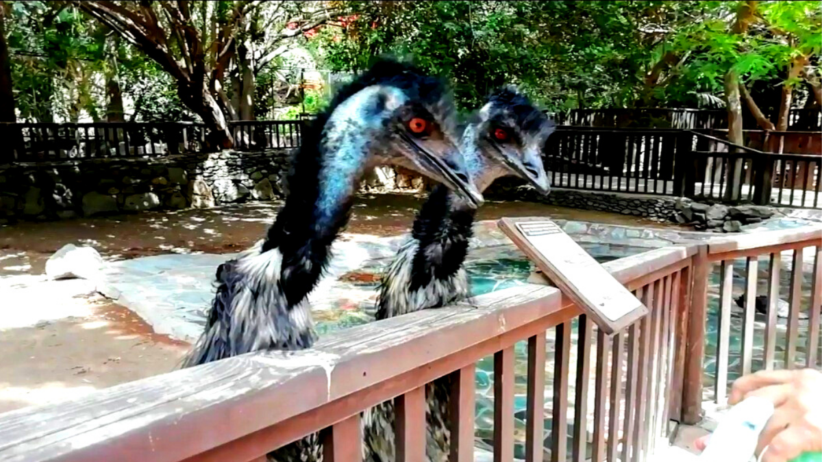 Привет всем! В этом видео покажем Пальмитос Парк на острове Гран Канария (Испания) . Наш поход в Пальмитос Парк  разделили на 4 части. В следующем видео будет шоу орлов и попугаев. Приятного просмотра, подписывайтесь на наш канал, здесь много интересного для вас и ваших детей! 