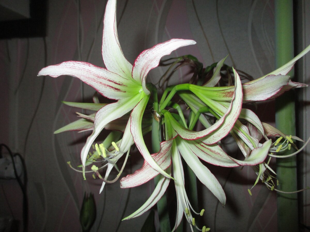 Гиппеаструм