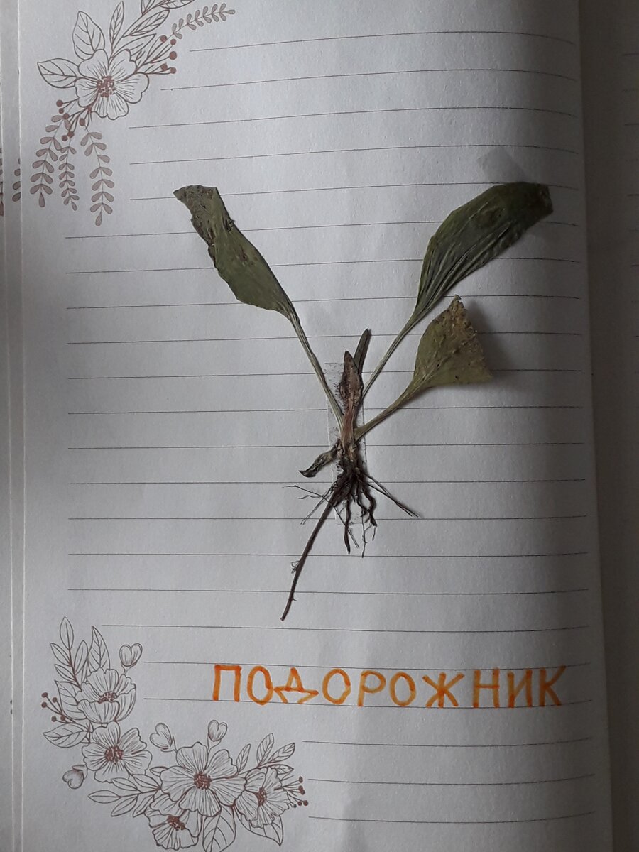 С корнем засушили только подорожник, так как ребенок его выдрал случайно. Поговорили про корни, зачем они, какие бывают.. А так с корнями, конечно, жалко растение заготавливать для гербария..