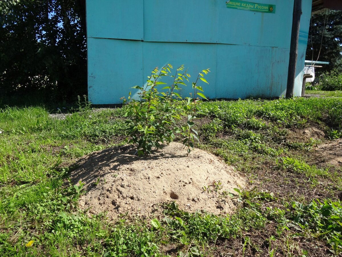 Однолетние саженцы 
