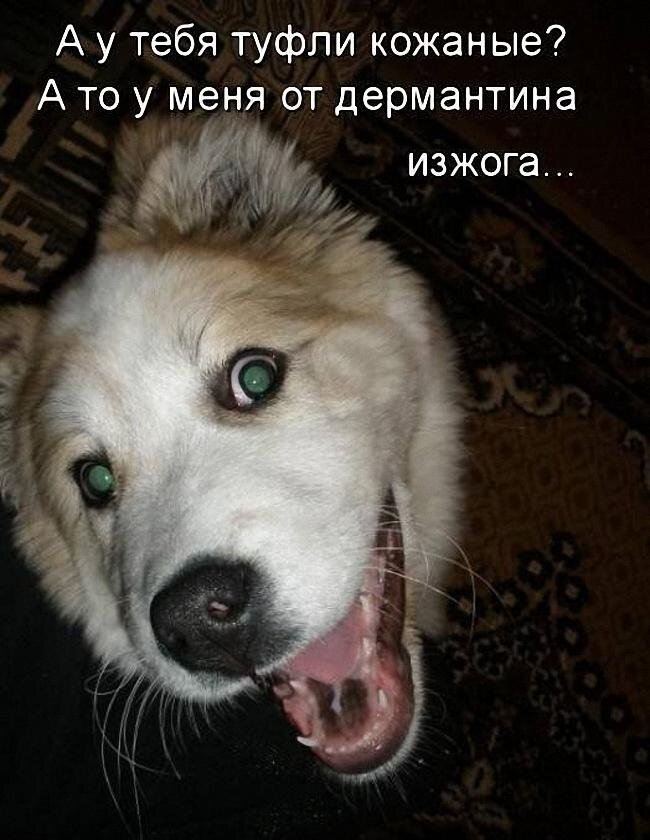 А морда у пса типо"неожидал?" 