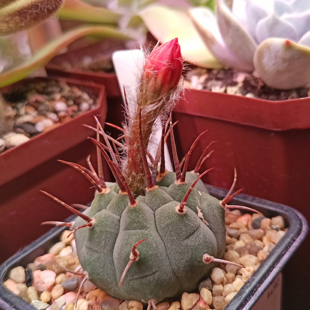 Фото от 25.12.2020