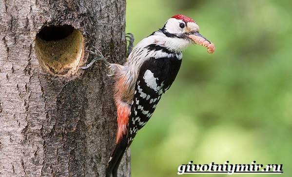 Это уже не просто дятел! Это опытный боец)