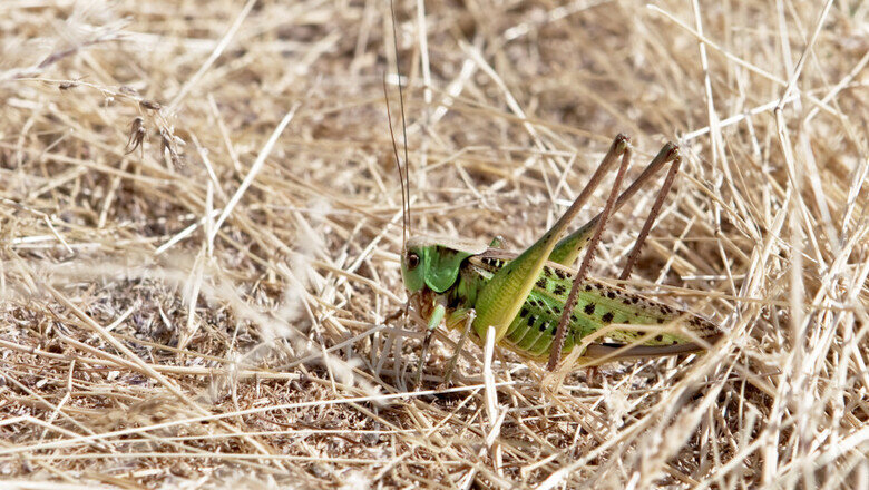 Саранча. Фото открытых источников