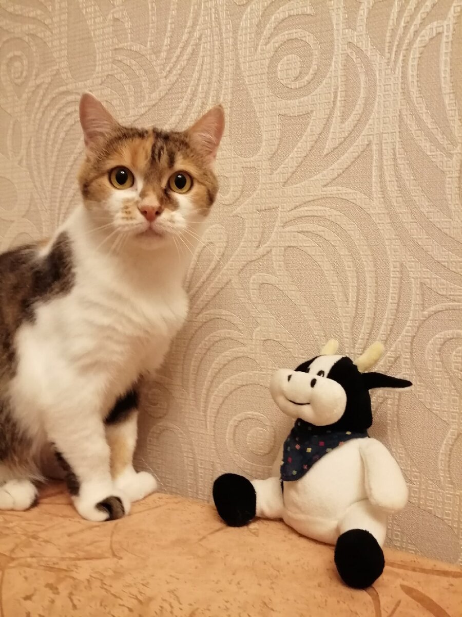 Кошка Милана 